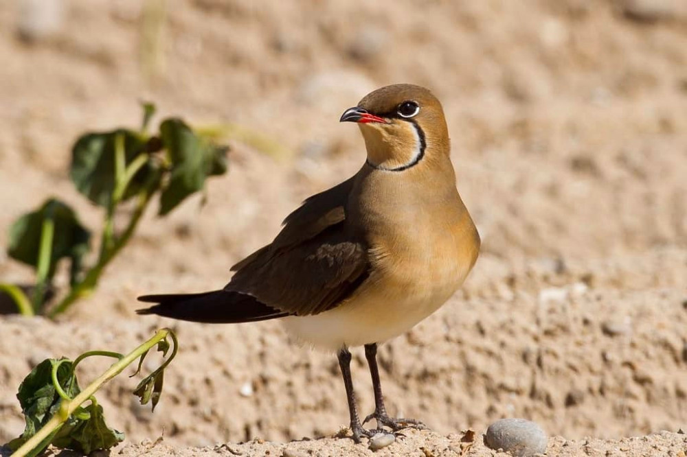 3747 image for slide