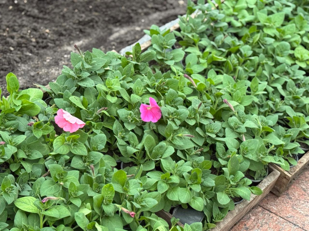 3932 image for slide