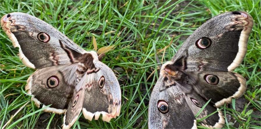 4015 image for slide