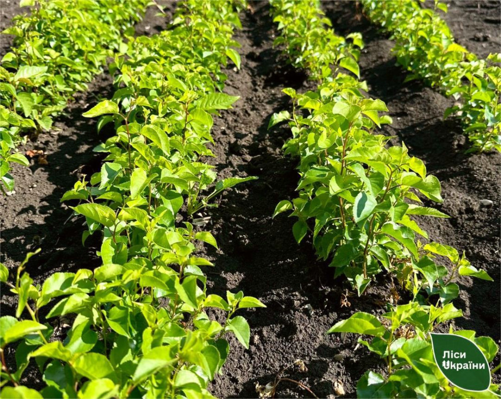 4226 image for slide