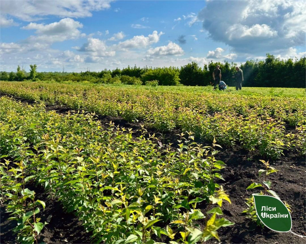 4227 image for slide