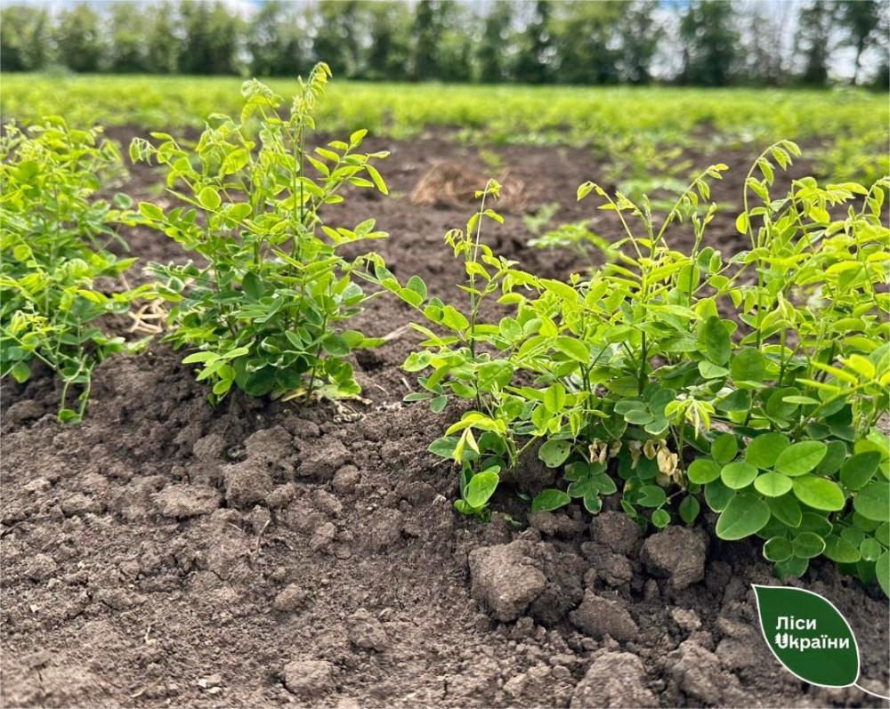 4228 image for slide