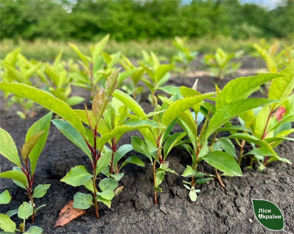 4229 image for slide