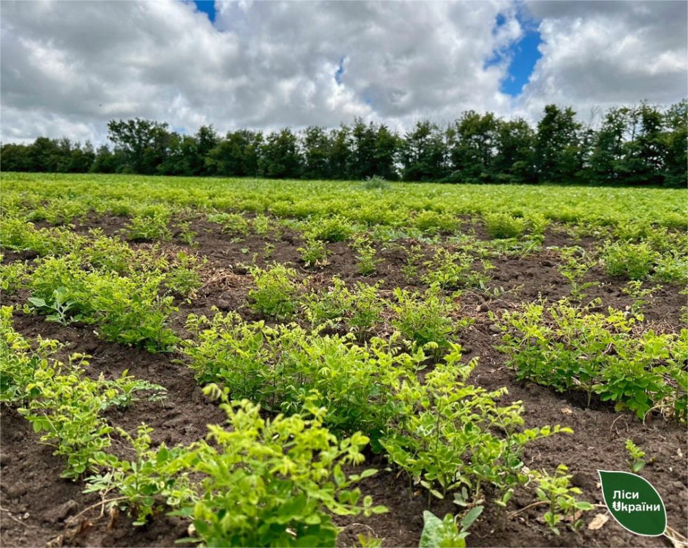 4230 image for slide