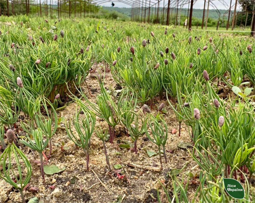 4231 image for slide