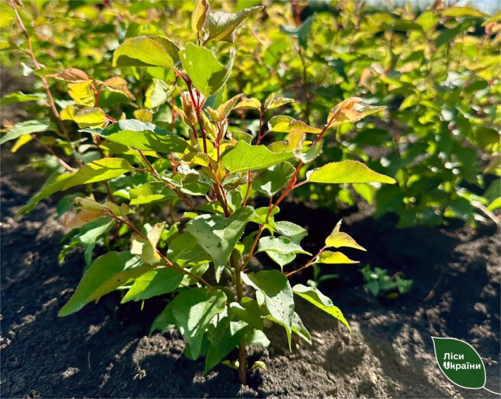 4232 image for slide