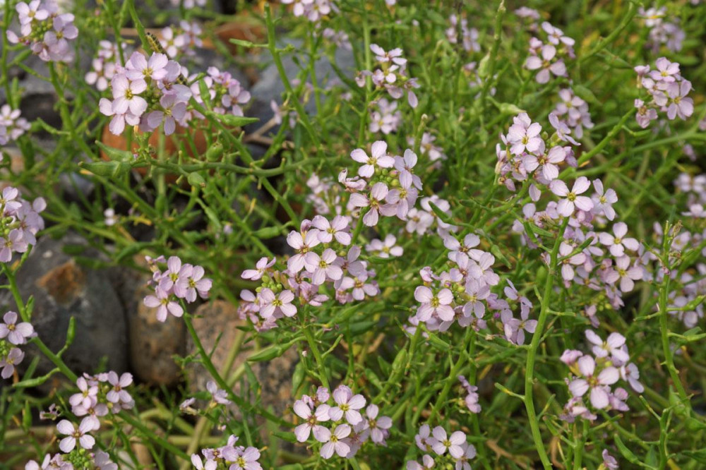 4568 image for slide