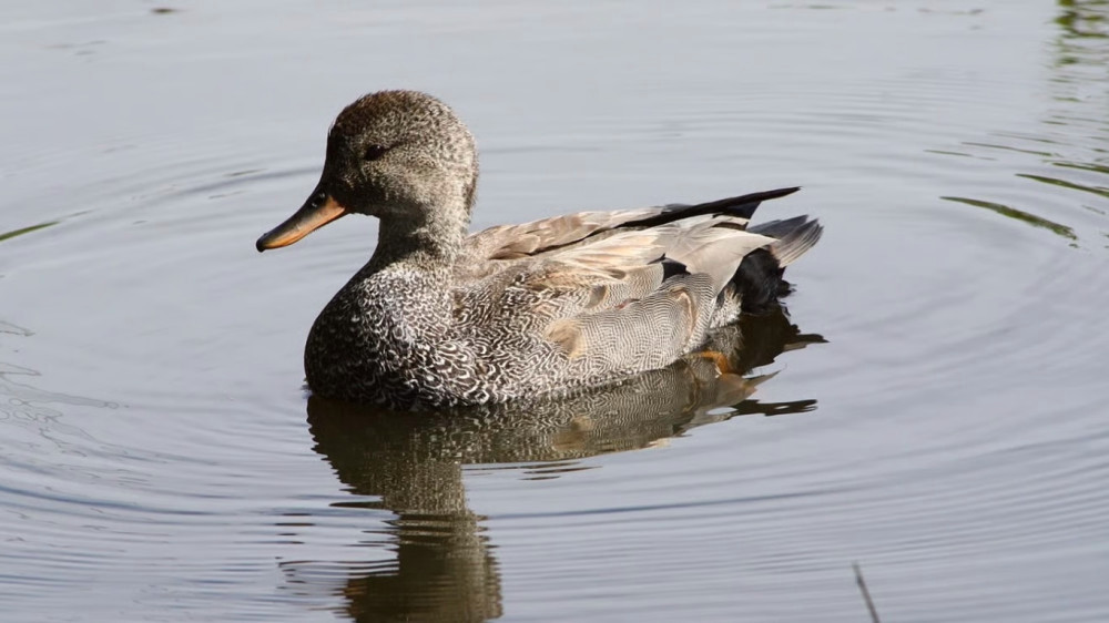 5061 image for slide