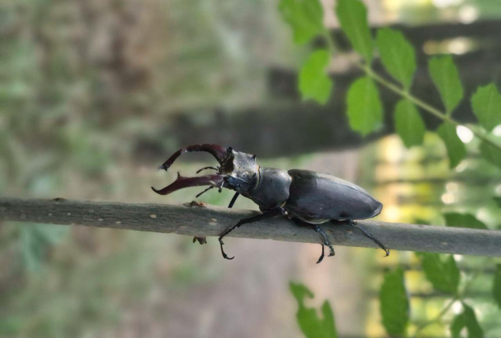 5199 image for slide