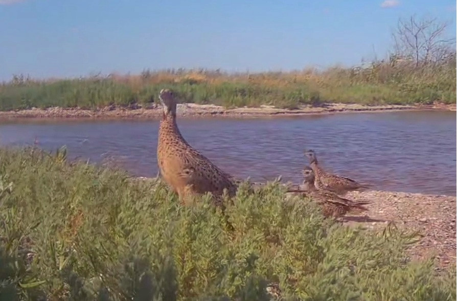 5217 image for slide