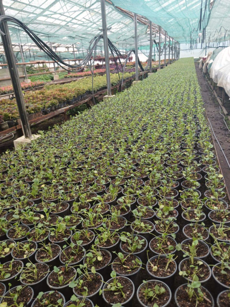 7434 image for slide