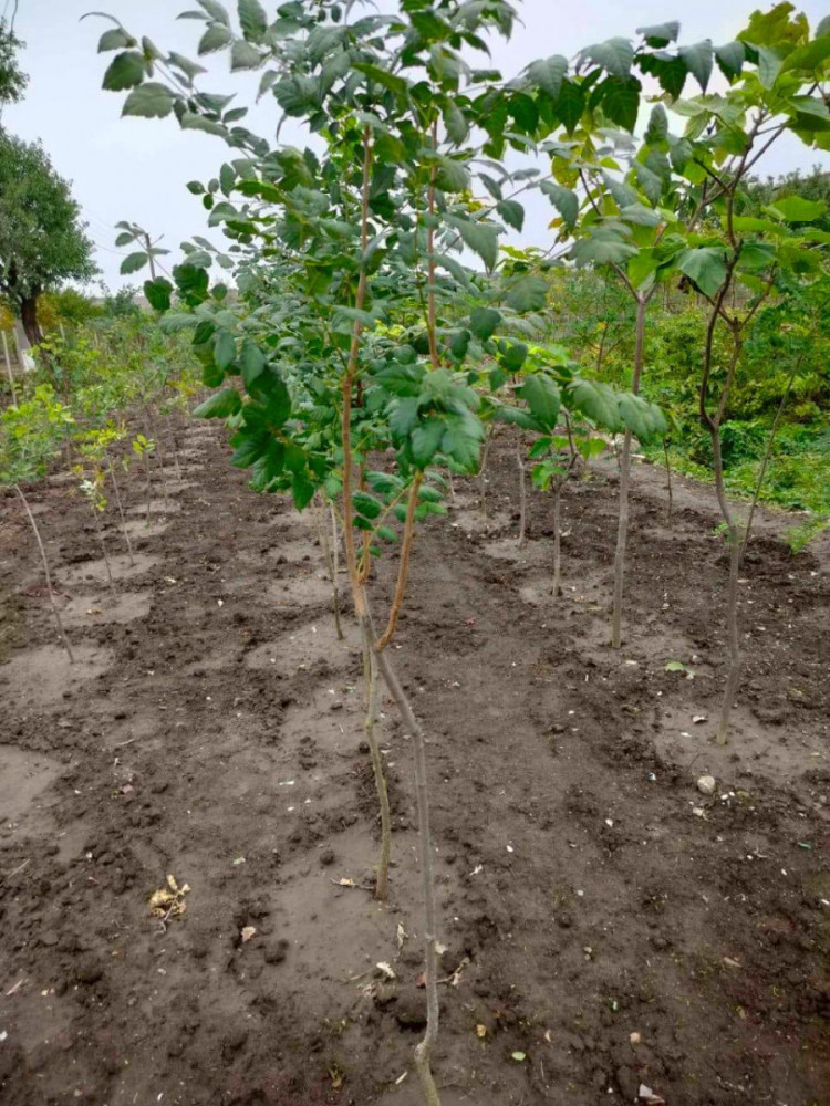 7436 image for slide