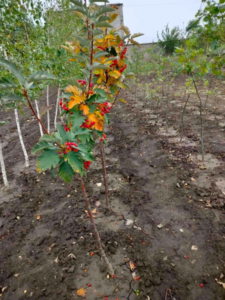 7437 image for slide